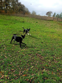 Tall Oaks Dog Resort LLC