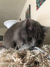 CatCare