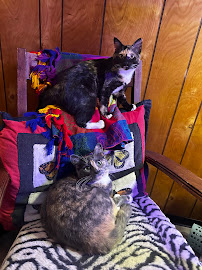 CatCare
