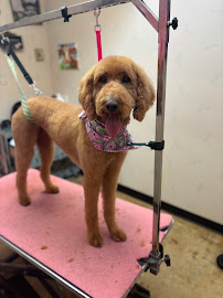 Bare Bones Dog Wash