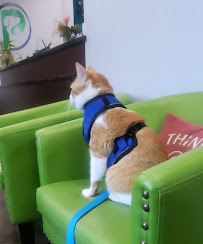 Pawsitive Wellness Veterinary Care LLC
