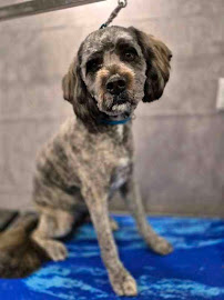 A Girls Best Friend Dog Walking And Sitting