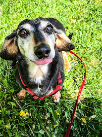 A Girls Best Friend Dog Walking And Sitting