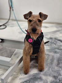 Studio Elegance Canine