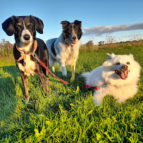 Pitou Minou & Compagnons Aylmer