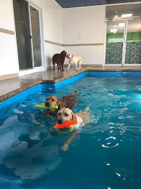 Peaceful Paws Pet Sitting & Advanced Care