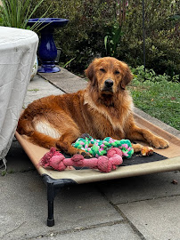Peaceful Paws Pet Sitting & Advanced Care