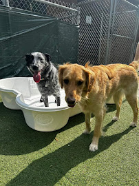 Carlisle Pet Sitters LLC