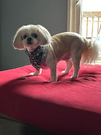 Riverside Pet Club and Resort