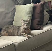 Pet Companion Services