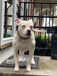 Jogs with Dogs Pet Sitting Services