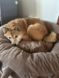 Duffy's Bed and Biscuit, LLC