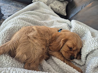 Duffy's Bed and Biscuit, LLC