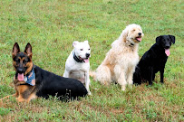 Paws and Pals Petsitting