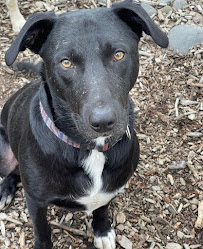 A Dog Gone Good Place