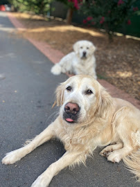 A Dog Gone Good Place