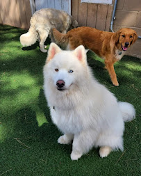 Camp Bow Wow Hillsboro