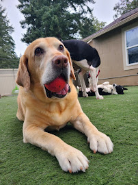 Camp Bow Wow Hillsboro