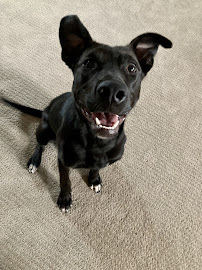 Going Mutts Pet Services, LLC