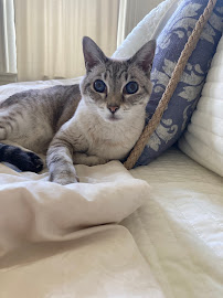 Going Mutts Pet Services, LLC