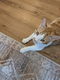 Your Place Or Mine Pet Sitting