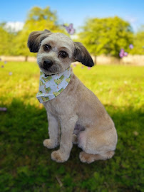 Oh My Dog Pet Grooming LLC