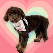 Oh My Dog Pet Grooming LLC