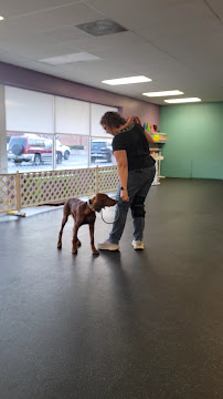Kaye Ames People Training For Dogs