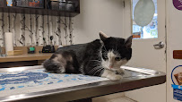 VCA Bridgeport Animal Hospital