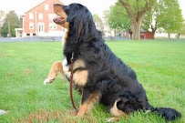 Faithful Companion Dog Training, LLC