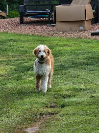 Dog Guard of Central PA LLC