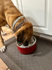 BJ's Raw Pet Food