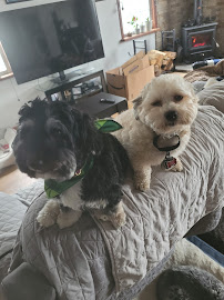 D&C Dog Sitting
