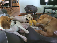 D&C Dog Sitting