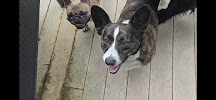 Pups Unleashed