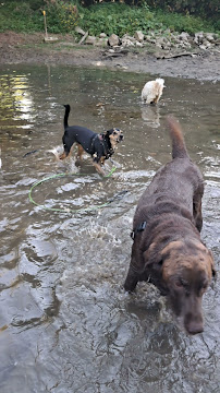 Puppy Shananigans Pet Services