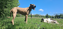 Puppy Shananigans Pet Services