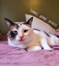 Petacular Food & Supply Ltd.