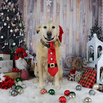 Playful Paws Dog Boarding Services