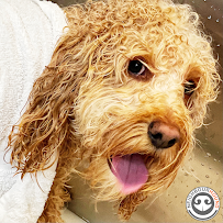 Pawllywood Pet Grooming