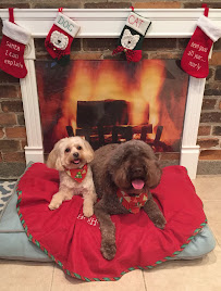 Dog Care Wonderland