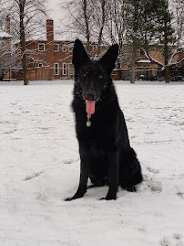 Guau Pet Grooming Spa