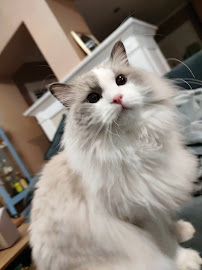 Guau Pet Grooming Spa