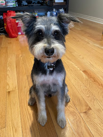 Fab 'n Furry Pet Spa