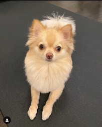 Fab 'n Furry Pet Spa