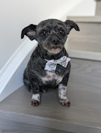 Pet Lavender - Pet Grooming & Boarding