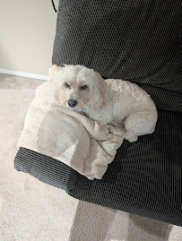 godoggie