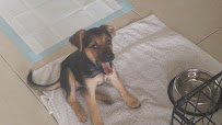 godoggie