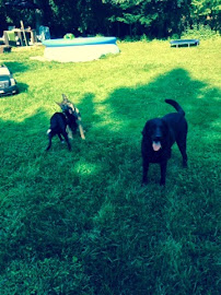 K9'S in KAHOOTS