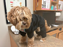 Pup House Club - Dog Daycare & Boarding